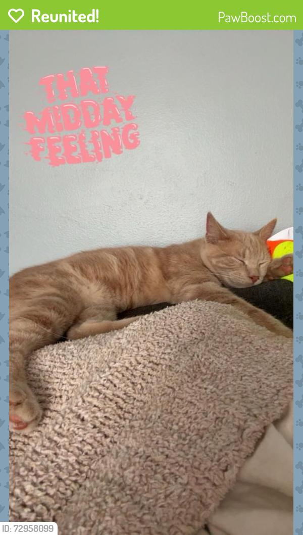 Reunited Male Cat last seen Near Ramona Ter, Machesney Park, IL 61115