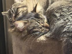 Lost Female Cat last seen 28th and Bahnson, Sioux Falls, SD 57103