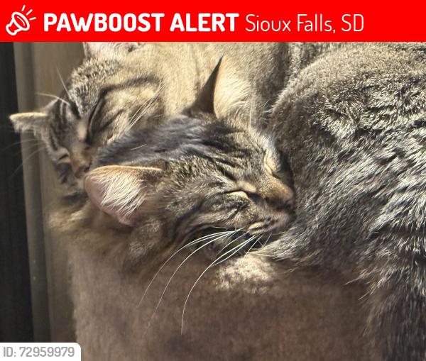 Lost Female Cat last seen 28th and Bahnson, Sioux Falls, SD 57103