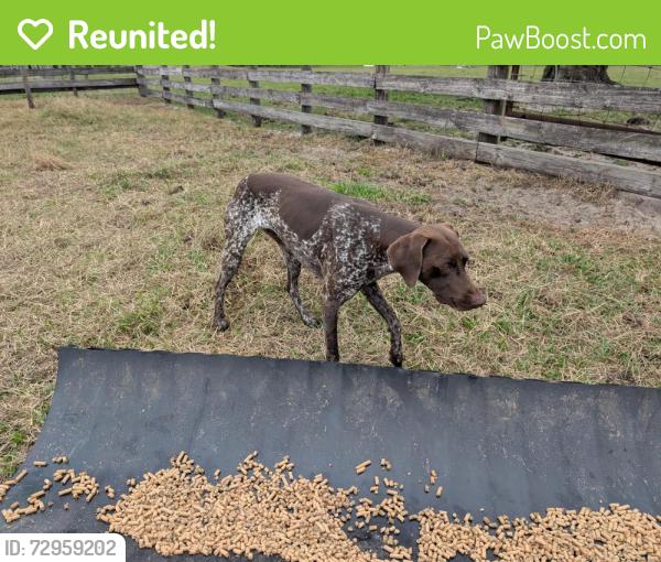 Reunited Female Dog last seen Lake Buffum Rd and Buffum Lake Trail, Fort Meade, FL 33841