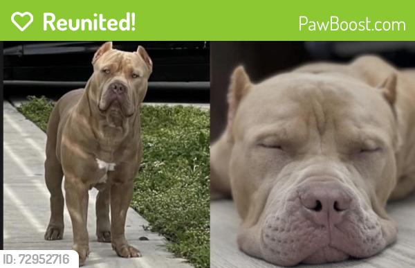 Reunited Male Dog last seen Hialeah hosp, Hialeah, FL 33013