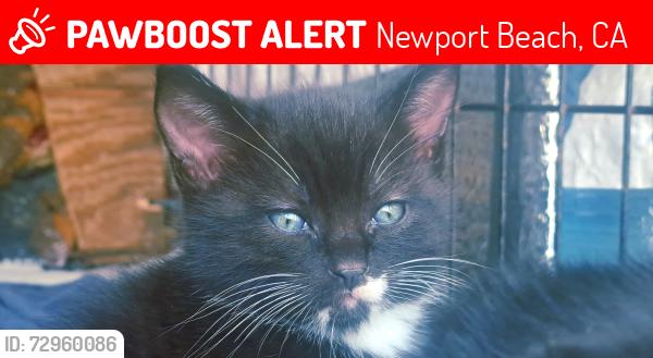 Lost Male Cat last seen 44th st newport peninsula, Newport Beach, CA 92663