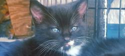 Lost Male Cat last seen 44th st newport peninsula, Newport Beach, CA 92663