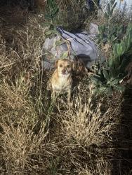 Found/Stray Unknown Dog last seen Houston Ave & 13th Ave, Hanford, Hanford, CA 93230