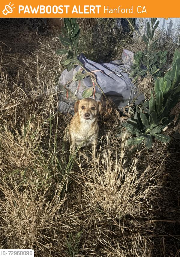 Found/Stray Unknown Dog last seen Houston Ave & 13th Ave, Hanford, Hanford, CA 93230