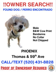 Found/Stray Male Dog last seen Thomas and 59th ave , Phoenix, AZ 85033