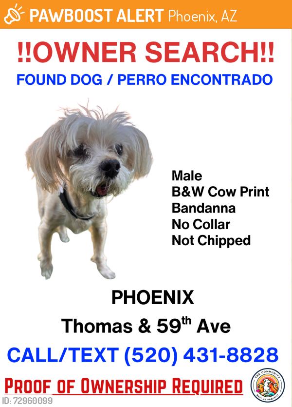 Found/Stray Male Dog last seen Thomas and 59th ave , Phoenix, AZ 85033
