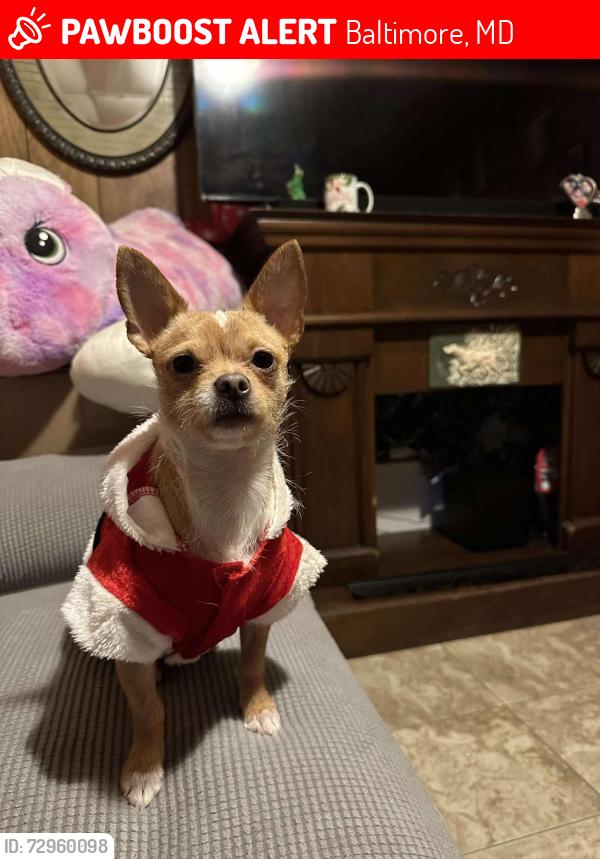Lost Male Dog last seen Wilkens ave , Baltimore, MD 21223