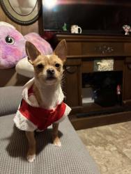 Lost Male Dog last seen Wilkens ave , Baltimore, MD 21223