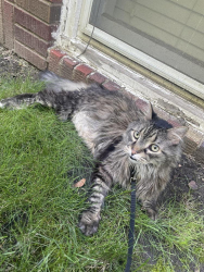 Lost Male Cat last seen Randolph and Fairview, Saint Paul, MN 55105