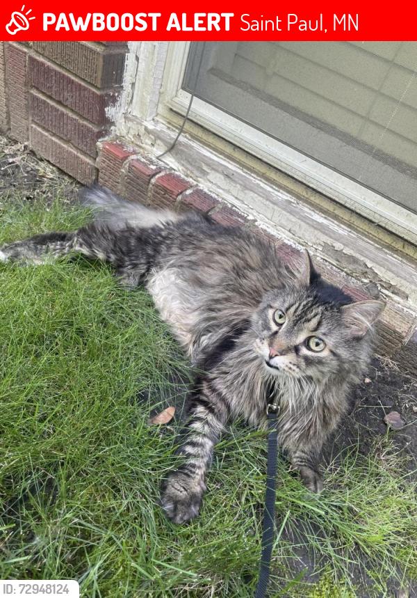 Lost Male Cat last seen Randolph and Fairview, Saint Paul, MN 55105