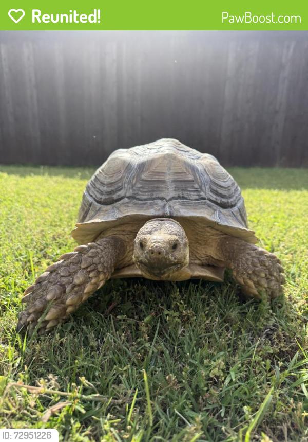Reunited Female Reptile last seen Mansfield Rd, Cleburne, TX 76031