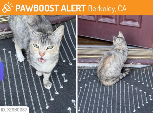 Found/Stray Unknown Cat last seen Ward and Ellsworth, Berkeley, CA 94705