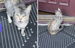Found/Stray Unknown Cat last seen Ward and Ellsworth , Berkeley, CA 94705