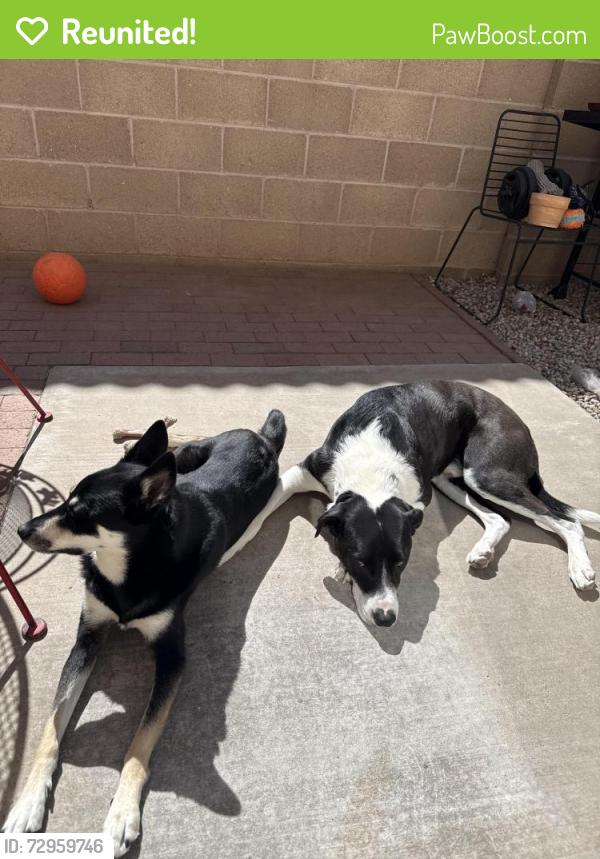 Reunited Female Dog last seen Indian school and Washington, Albuquerque, NM 87110