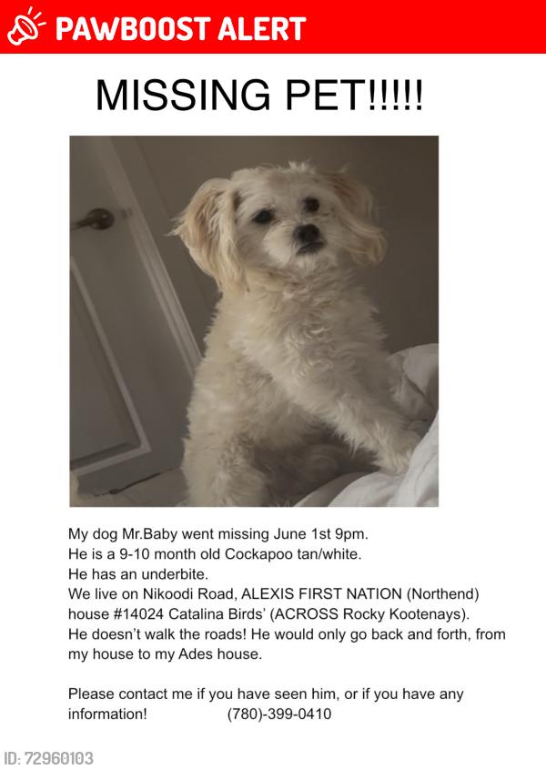 Lost Male Dog last seen SW-14-055-04-5, Lac Ste. Anne County, AB T0E