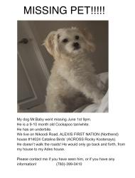Lost Male Dog last seen SW-14-055-04-5, Lac Ste. Anne County, AB T0E