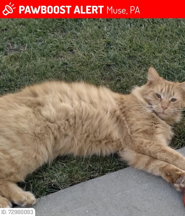 Lost Male Cat last seen Maple st, Muse, PA 15350