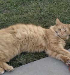 Lost Male Cat last seen Maple st, Muse, PA 15350
