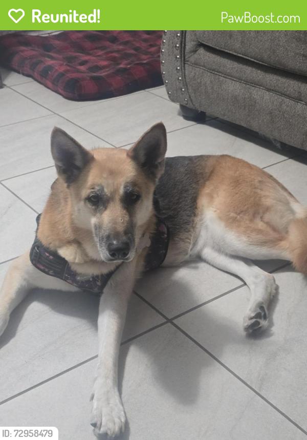 Reunited Female Dog last seen Caribbean and Waldron near Airfield, Corpus Christi, TX 78418