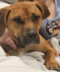 Lost Female Dog last seen 10 mile and Novi road- by police station, Novi, MI 48375