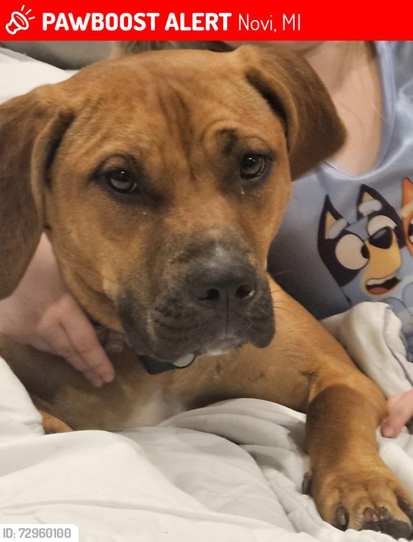 Lost Female Dog last seen 10 mile and Novi road- by police station, Novi, MI 48375