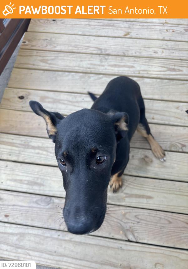 Found/Stray Female Dog last seen Hackberry , San Antonio, TX 78223