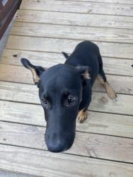 Found/Stray Female Dog last seen Hackberry , San Antonio, TX 78223