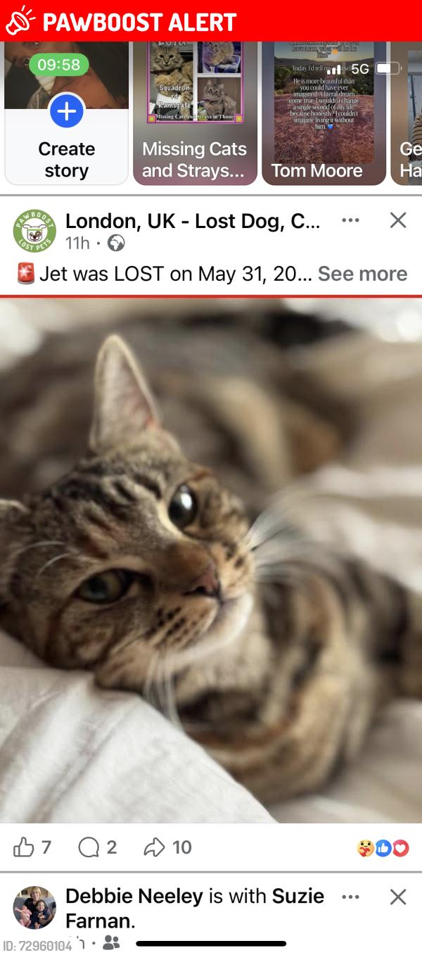 Lost Female Cat last seen Staines, Staines-upon-Thames, England TW18 1DH
