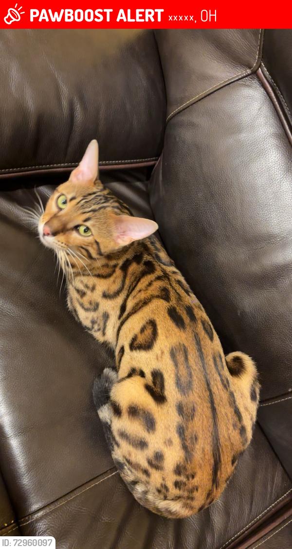 Lost Male Cat last seen Hollywood dr, Парма, OH 44129
