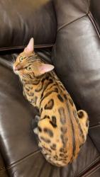 Lost Male Cat last seen Hollywood dr, Парма, OH 44129