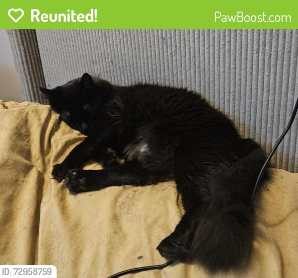 Reunited Female Cat last seen Palmer,  Newburgh, Westland, MI 48186