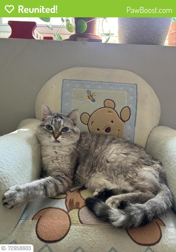 Reunited Female Cat last seen 71st street and 13th Ave , Richfield, MN 55423