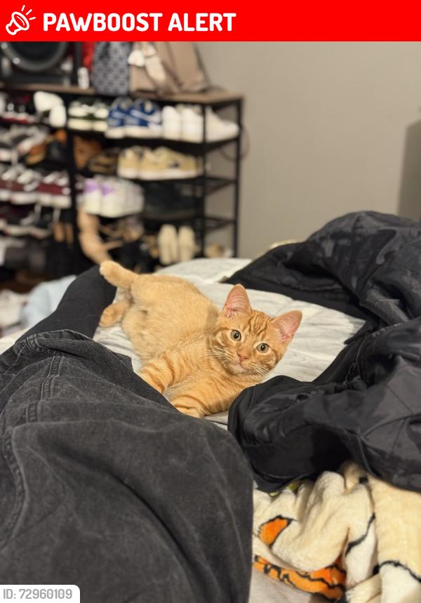 Lost Male Cat last seen Mayfield Drive, Round Lake Beach, IL 60073