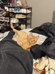 Lost Male Cat last seen Mayfield Drive, Round Lake Beach, IL 60073