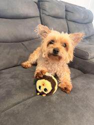 Reunited Male Dog last seen Corpus Christi church , Bonita, CA 91902
