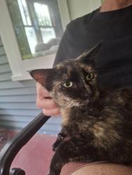 Found/Stray Female Cat last seen Bradford Memorial Library, El Dorado, KS 67042