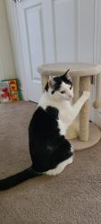 Lost Male Cat last seen Sunset Ponds Dr. and Spirea Way, Draper, UT 84020