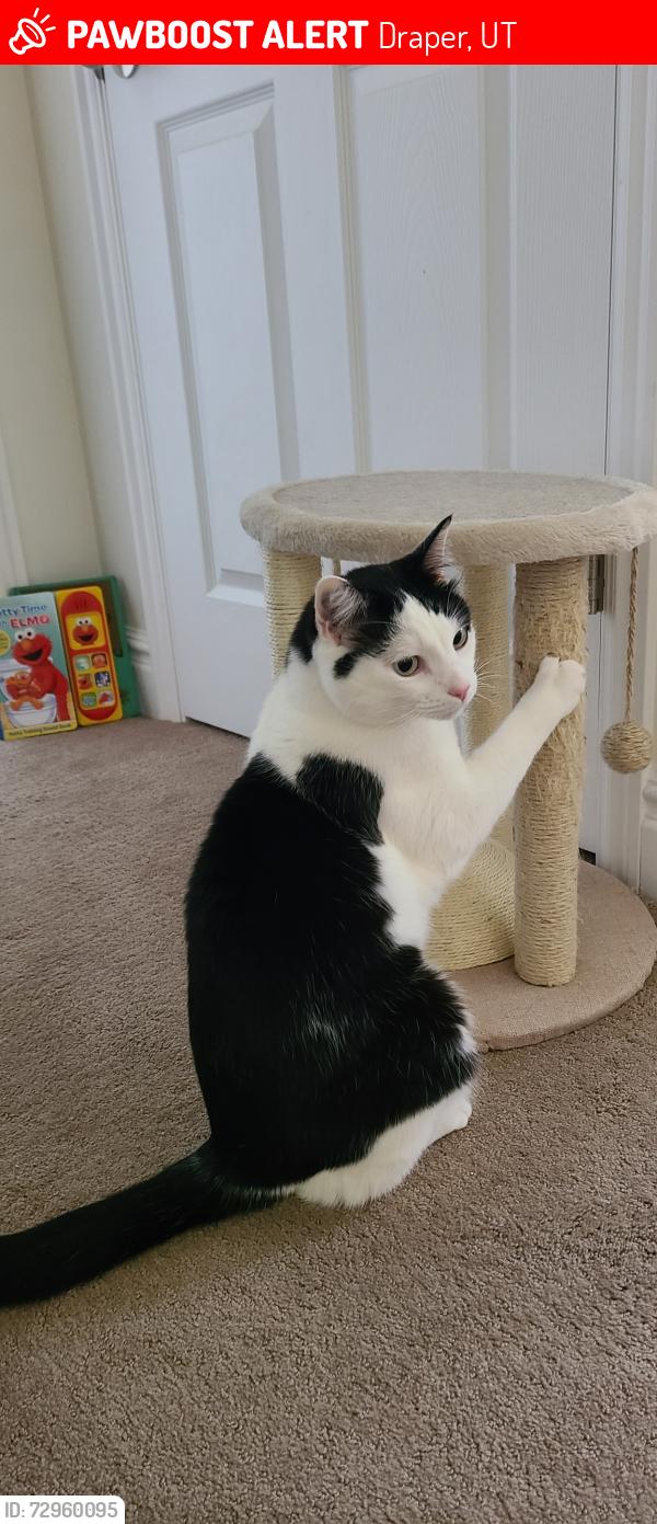 Lost Male Cat last seen Sunset Ponds Dr. and Spirea Way, Draper, UT 84020