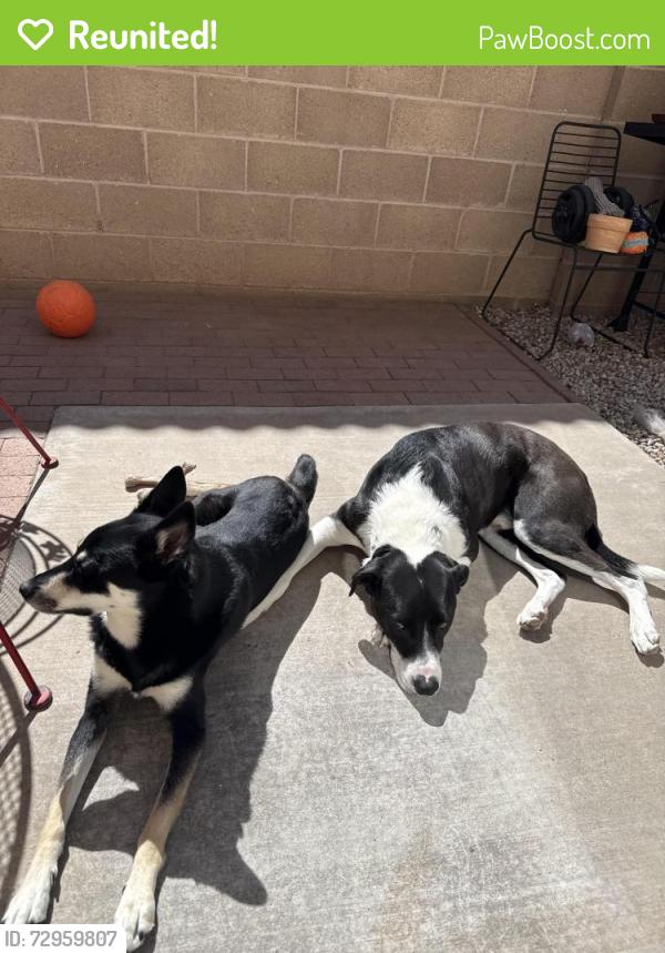 Reunited Female Dog last seen Indian School and San Mateo, Albuquerque, NM 87110