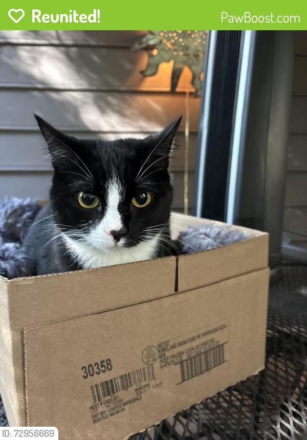 Reunited Male Cat last seen Clarinbridge Apts, Kennesaw, GA 30144