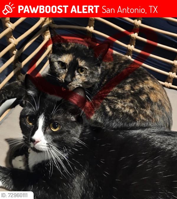 Lost Female Cat last seen Abacus Alamo Rabch, San Antonio, TX 78251
