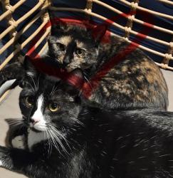 Lost Female Cat last seen Abacus Alamo Rabch, San Antonio, TX 78251