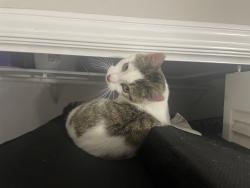 Lost Male Cat last seen Near Elmwood Drive, Seguin, TX 78155