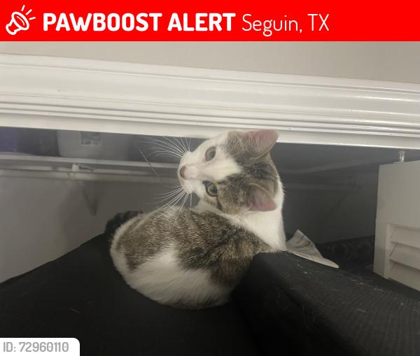 Lost Male Cat last seen Near Elmwood Drive, Seguin, TX 78155
