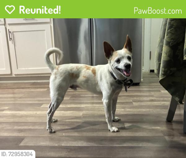 Reunited Male Dog last seen collins arlington texas, Arlington, TX 76012