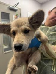 Shelter Stray Female Dog last seen , Tucson, AZ 85745