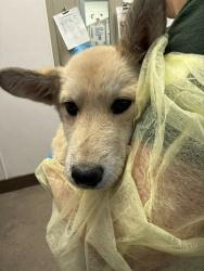 Shelter Stray Male Dog last seen , Tucson, AZ 85745