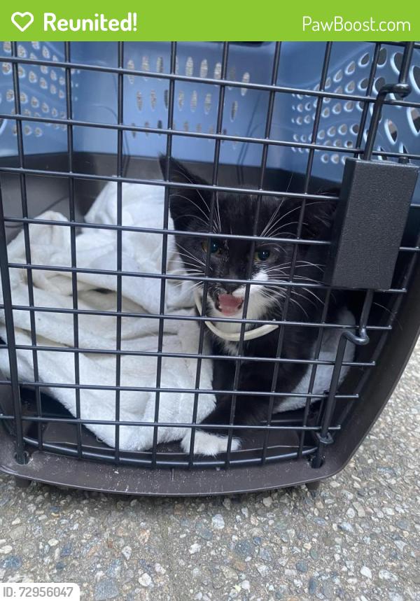 Reunited Unknown Cat last seen Foothill blvd, Monrovia High School, Monrovia, CA 91016