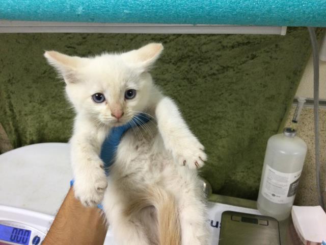 Shelter Stray Female Cat last seen Near BLOCK HARRISON ST, RIVERSIDE, CA 92503, Jurupa Valley, CA 92509